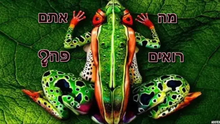 חידון פלייבאז תפישה