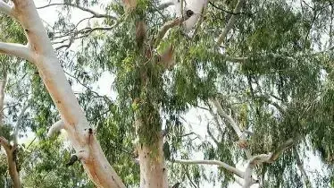 אקליפטוס בירקון, תל אביב אקליפטוס בירקון, תל אביב