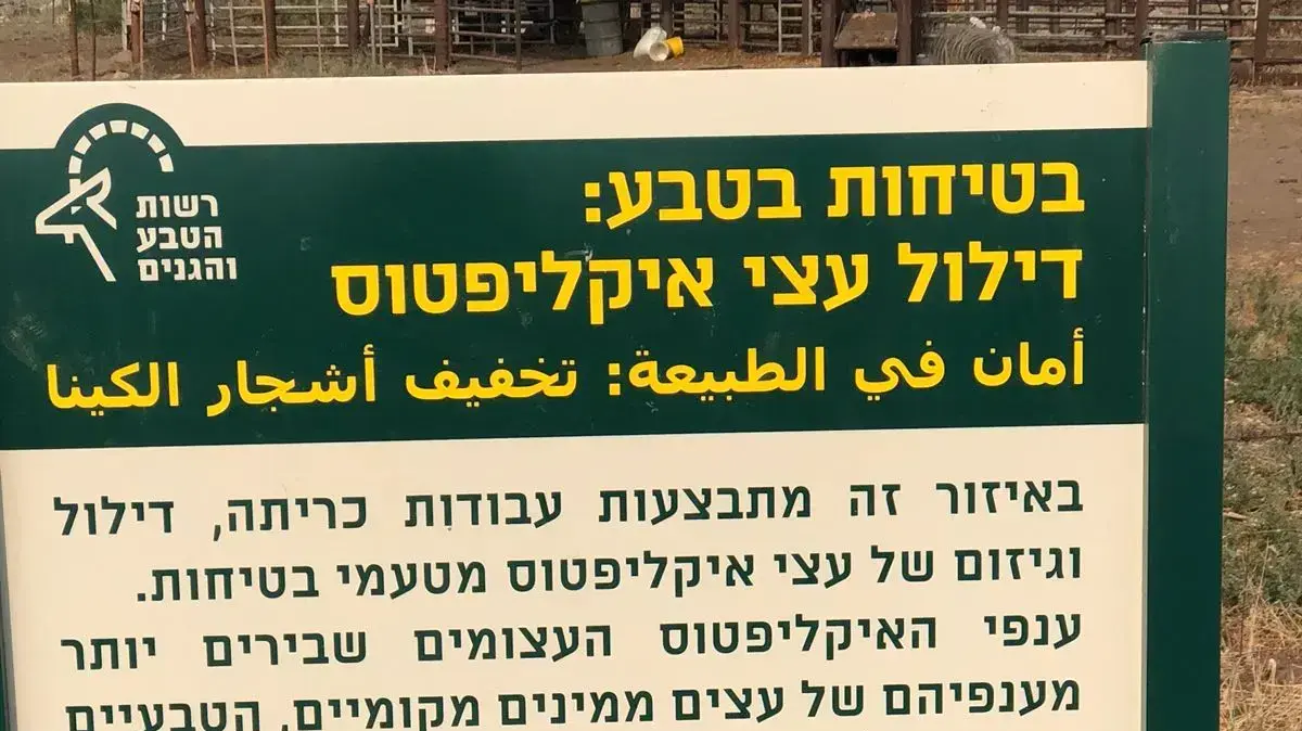 צילומי החורשה בגליל התחתון (כריתת חורשת האיקליפטוסים) צילומי החורשה בגליל התחתון (כריתת חורשת האיקליפטוסים)