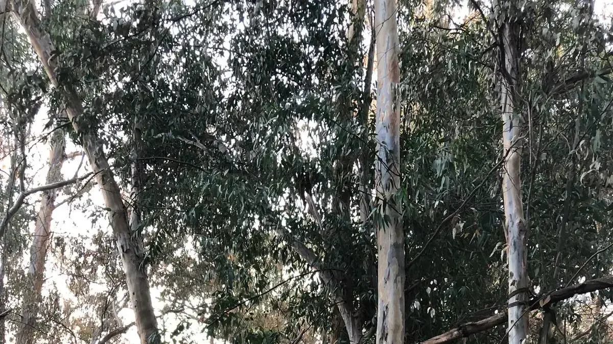 צילומי החורשה בגליל התחתון (כריתת חורשת האיקליפטוסים) צילומי החורשה בגליל התחתון (כריתת חורשת האיקליפטוסים)