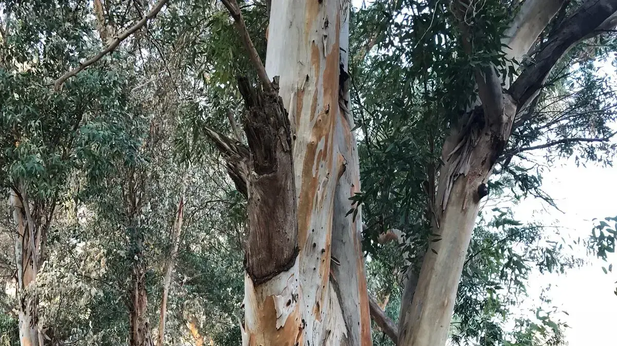 צילומי החורשה בגליל התחתון (כריתת חורשת האיקליפטוסים) צילומי החורשה בגליל התחתון (כריתת חורשת האיקליפטוסים)