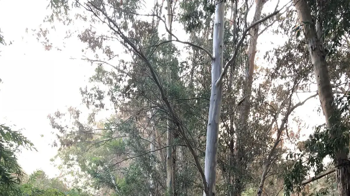 צילומי החורשה בגליל התחתון (כריתת חורשת האיקליפטוסים) צילומי החורשה בגליל התחתון (כריתת חורשת האיקליפטוסים)
