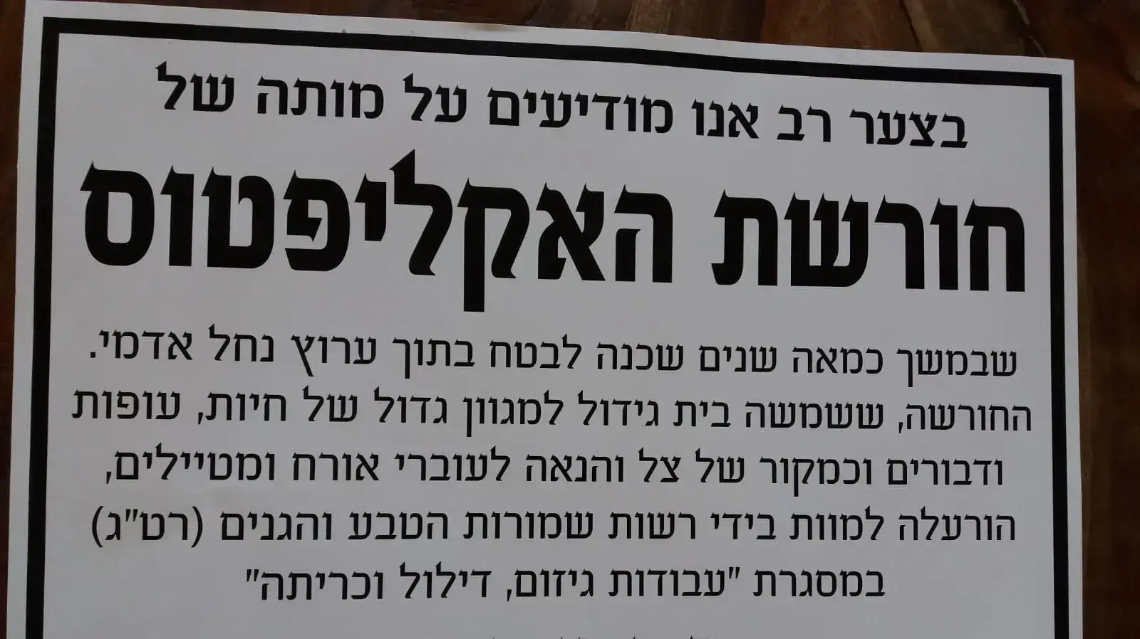 צילומי החורשה בגליל התחתון (כריתת חורשת האיקליפטוסים)
מודעת האבל צילומי החורשה בגליל התחתון (כריתת חורשת האיקליפטוסים)
מודעת האבל