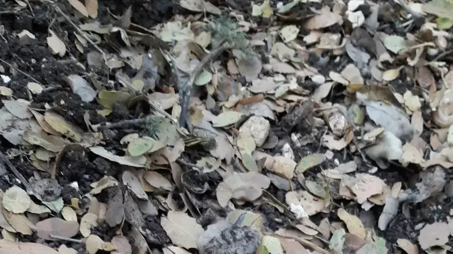 פריחת סתוונית בהר מירון - 10 בספטמבר 2018 פריחת סתוונית בהר מירון - 10 בספטמבר 2018