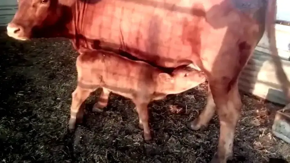 הפרה האדומה מהנבואה המקראית נולדה בישראל הפרה האדומה מהנבואה המקראית נולדה בישראל