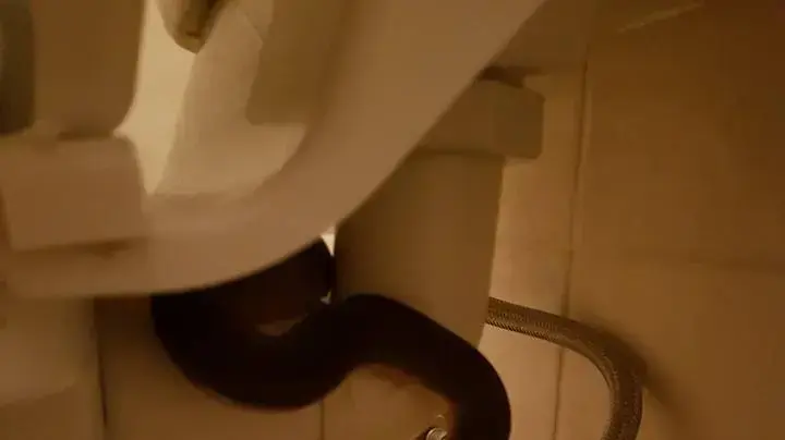 נחש פיתון בשירותים נחש פיתון בשירותים