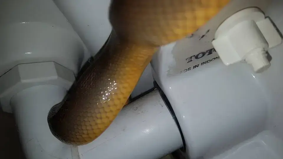 נחש פיתון בשירותים נחש פיתון בשירותים