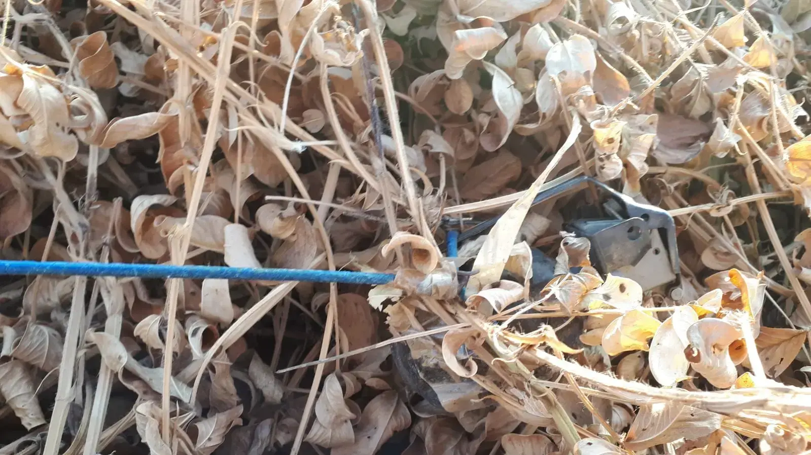 רימון המחובר לבלון בין רעים לאורים על כביש 234 בדרום.
רימון המחובר לבלון בין רעים לאורים על כביש 234 בדרום.