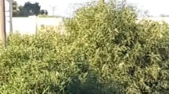 בלון תבערה אותר בראשון לציון ונוטרל בידי חבלן של משטרת ישראל - 12/10/18
בלון תבערה אותר בראשון לציון ונוטרל בידי חבלן של משטרת ישראל - 12/10/18