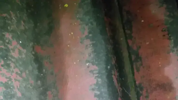 קלי שנורה מירכא ונמצא בבית קלי שנורה מירכא ונמצא בבית