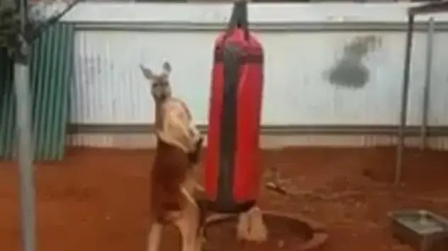 קנגורו ושק איגרוף