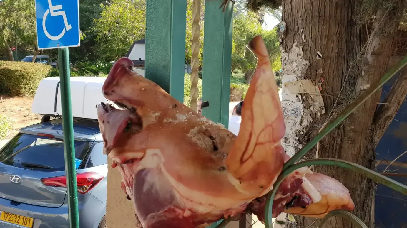 ראש חזיר בית כנסת רמת השרון