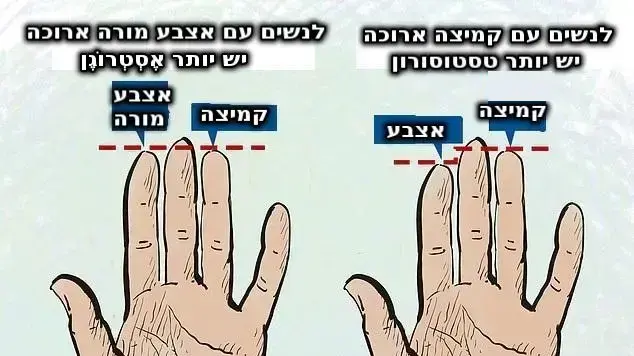 נטייה לבגידה לפי גדלי אצבעות נשים נטייה לבגידה לפי גדלי אצבעות נשים