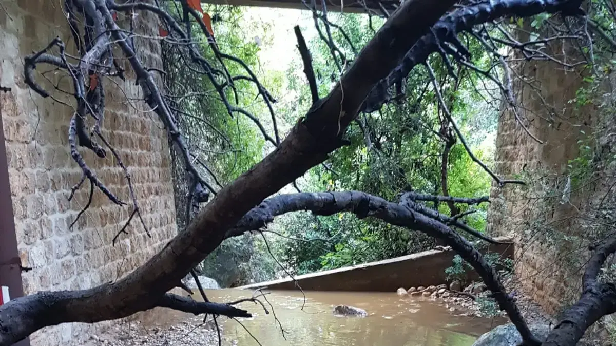 נחל אורן גן לאומי פארק הכרמל 8 בדצמבר 2018 נחל אורן גן לאומי פארק הכרמל 8 בדצמבר 2018