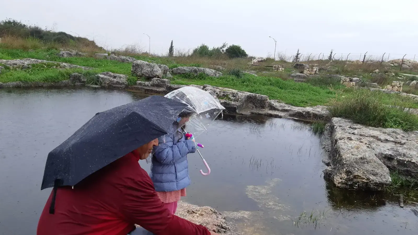 שמורת טבע ברכת חורף צרטה ראשוני קרפדות. שמורת טבע ברכת חורף צרטה ראשוני קרפדות.