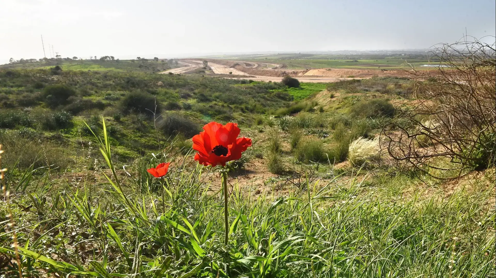פריחת הכלניות ושרידי השריפות, בגדר גבול עזה ועוטף עזה, 3 בינואר 2019