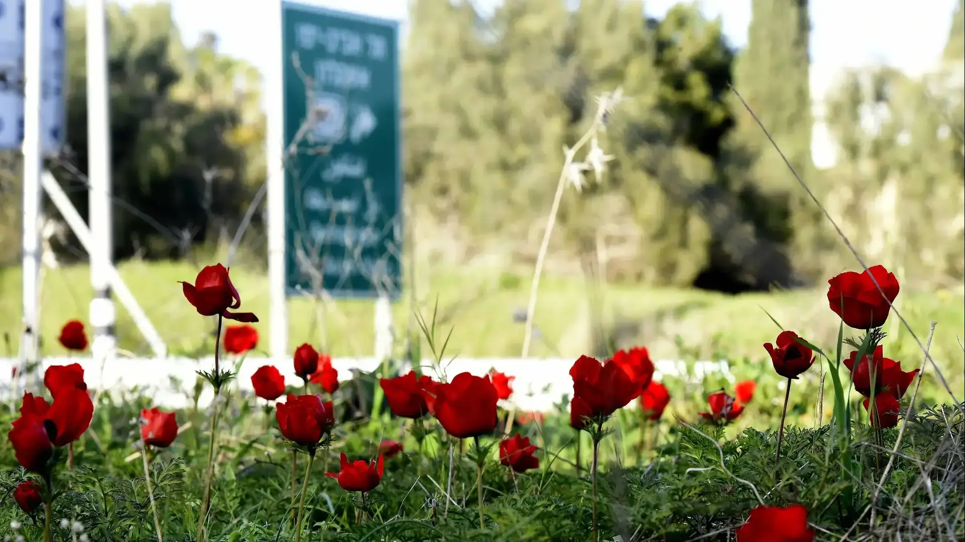 פריחת הכלניות ושרידי השריפות, בגדר גבול עזה ועוטף עזה, 3 בינואר 2019 פריחת הכלניות ושרידי השריפות, בגדר גבול עזה ועוטף עזה, 3 בינואר 2019