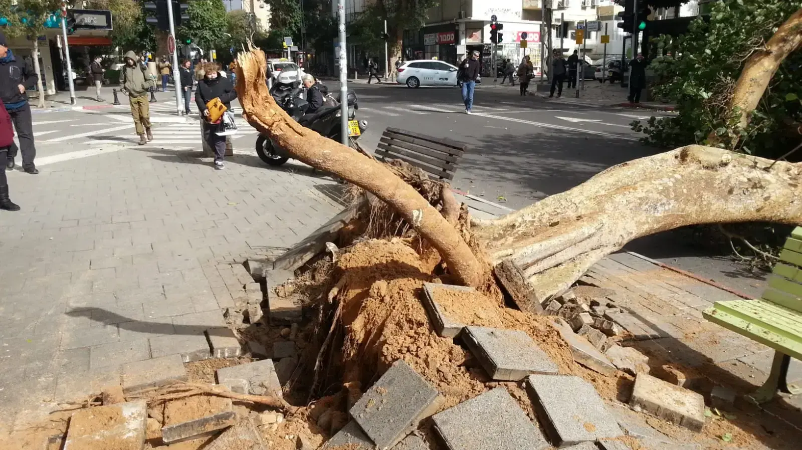 עץ שקרס בעקבות מזג האוויר ברח קינג גורג, ת"א 6 בינואר 2018 עץ שקרס בעקבות מזג האוויר ברח קינג גורג, ת"א 6 בינואר 2018
