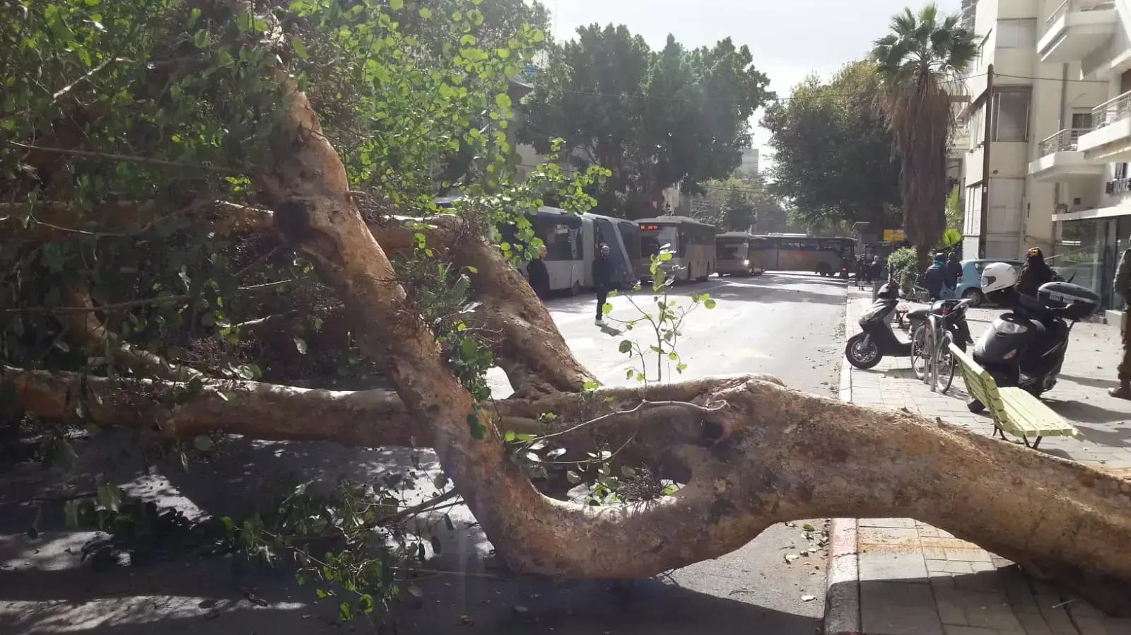 עץ שקרס בעקבות מזג האוויר ברח קינג גורג, ת"א 6 בינואר 2018 עץ שקרס בעקבות מזג האוויר ברח קינג גורג, ת"א 6 בינואר 2018