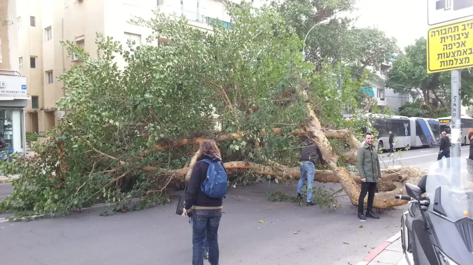 עץ שקרס בעקבות מזג האוויר ברח קינג גורג, ת"א 6 בינואר 2018 עץ שקרס בעקבות מזג האוויר ברח קינג גורג, ת"א 6 בינואר 2018