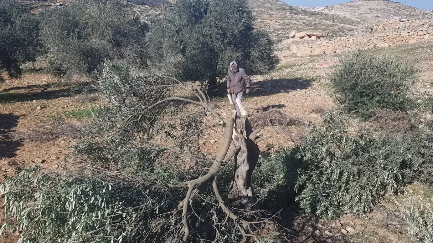אלמונים השחיתו כ-15 עצי זית וריססו את הכתובות "מוות לערבים" ונקמה בא-תוואני שבדרום הר חברון אלמונים השחיתו כ-15 עצי זית וריססו את הכתובות "מוות לערבים" ונקמה בא-תוואני שבדרום הר חברון