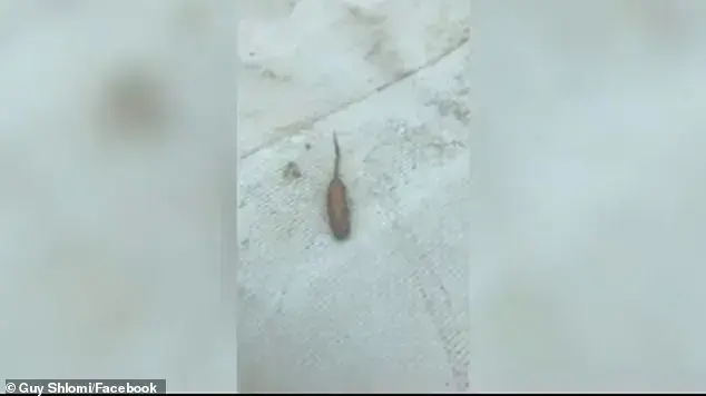 יצור מוזר באוסטרליה