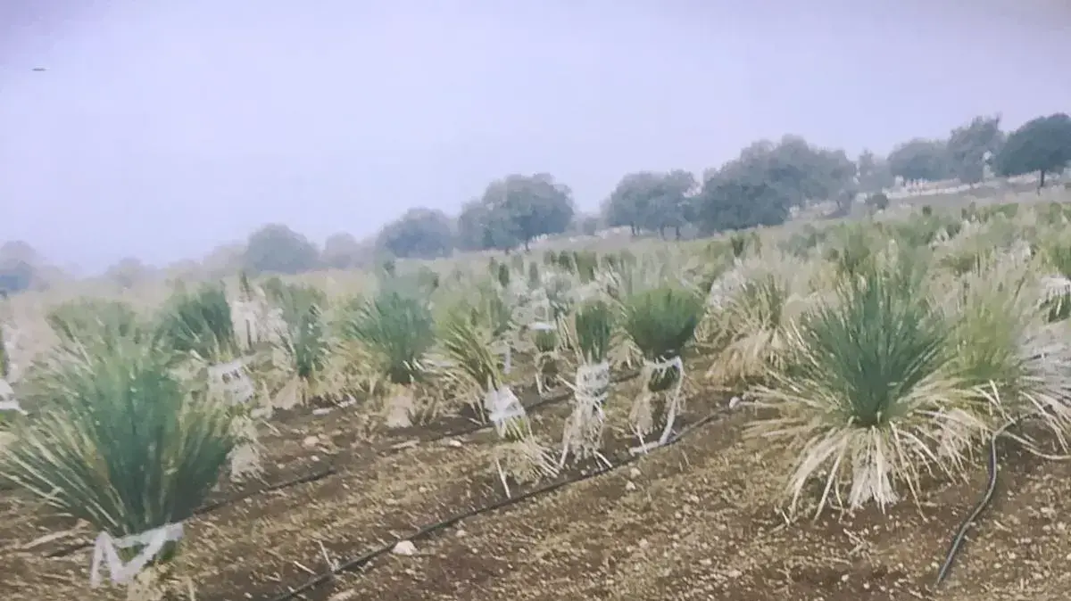 קקטוסים שנגבנו באזור מגדל העמק 17 בינואר 2019 