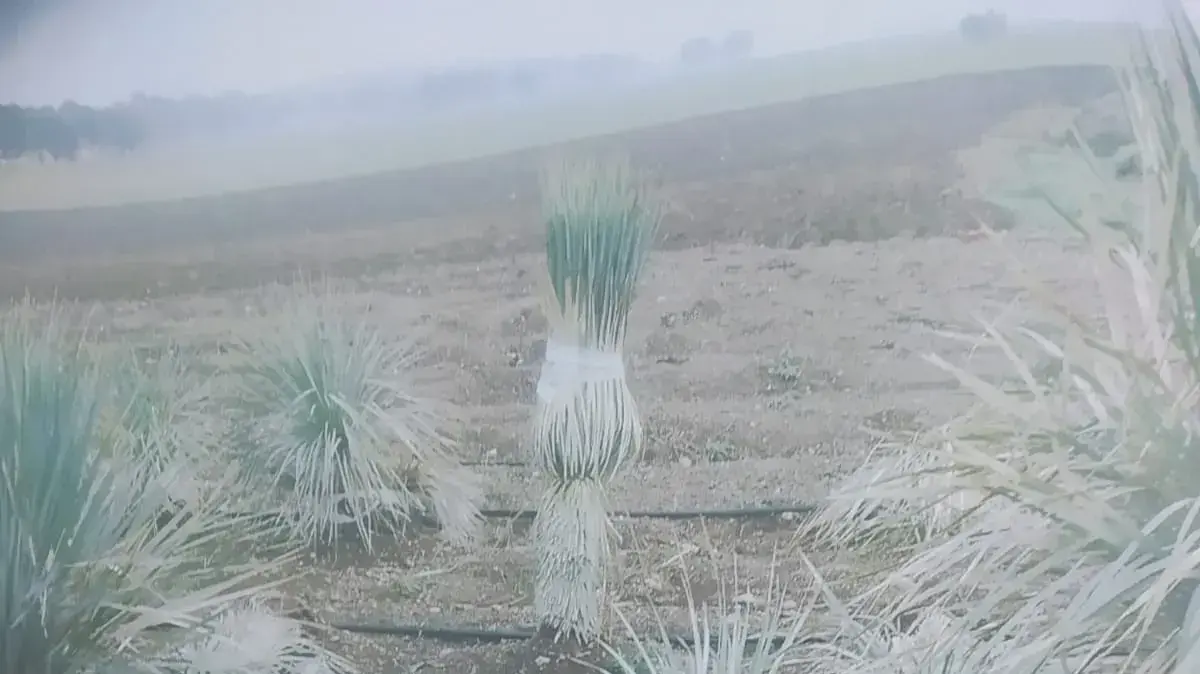 קקטוסים שנגבנו באזור מגדל העמק 17 בינואר 2019 קקטוסים שנגבנו באזור מגדל העמק 17 בינואר 2019