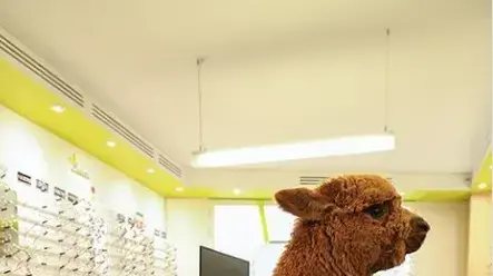 אלפקה משוטטת נכנסה לחנות אופטיקה בצרפת 20 בינואר 2019 