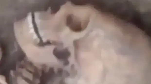 שלד של חייזר?