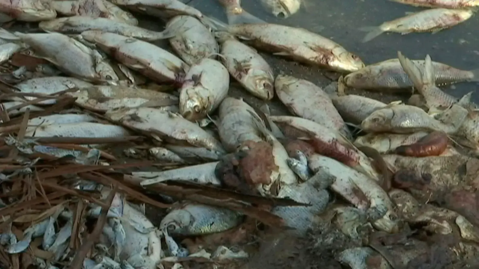 דגים מתים בנהר דרלינג, אוסטרליה, 8 בינואר 2019 דגים מתים בנהר דרלינג, אוסטרליה, 8 בינואר 2019