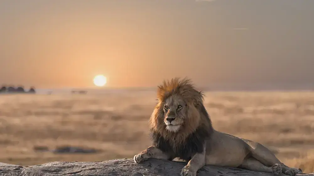 אריה בשקיעה, שמורת הטבע סרנגטי, טנזניה