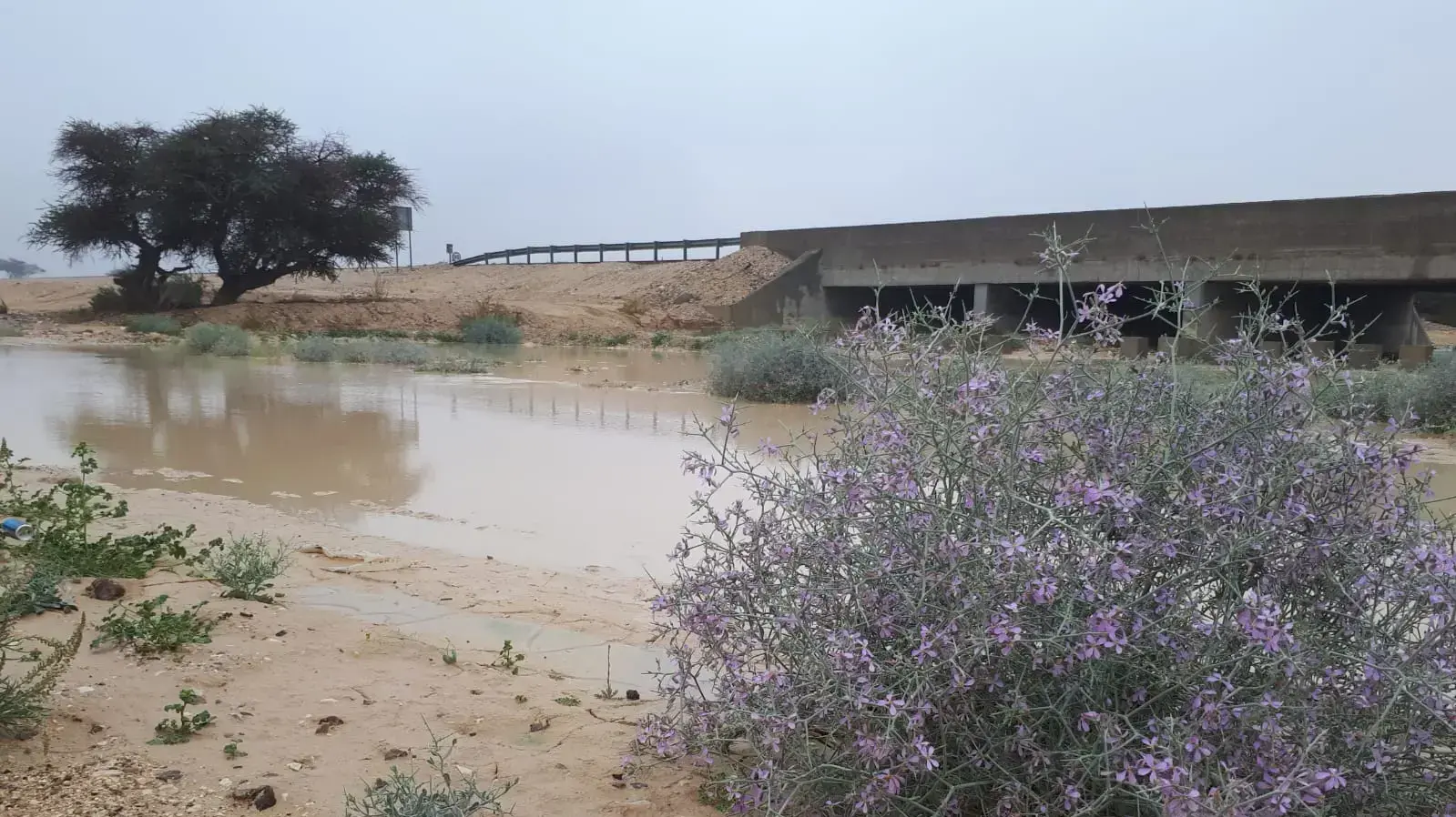 נחל שלהב, 7 בפברואר 2019 נחל שלהב, 7 בפברואר 2019