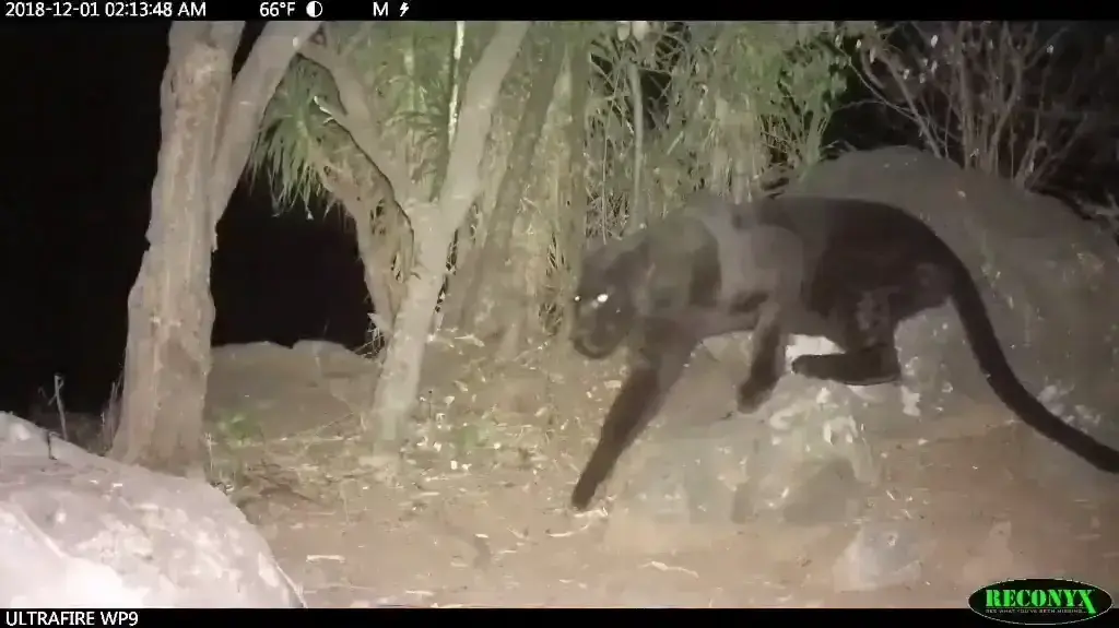 לראשונה מעל מאה שנה: וויל בורארד לוקאס, צלם טבע 
בן 35, תיעד פנתר שחור בערבות לייקיפיה שבקניה