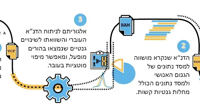 אינפוגרפיקה מהלך הניסוי לפיתוח בדיקת דם לאיתור תסמונות גנטיות בעובר בתחילת ההריון אינפוגרפיקה מהלך הניסוי לפיתוח בדיקת דם לאיתור תסמונות גנטיות בעובר בתחילת ההריון