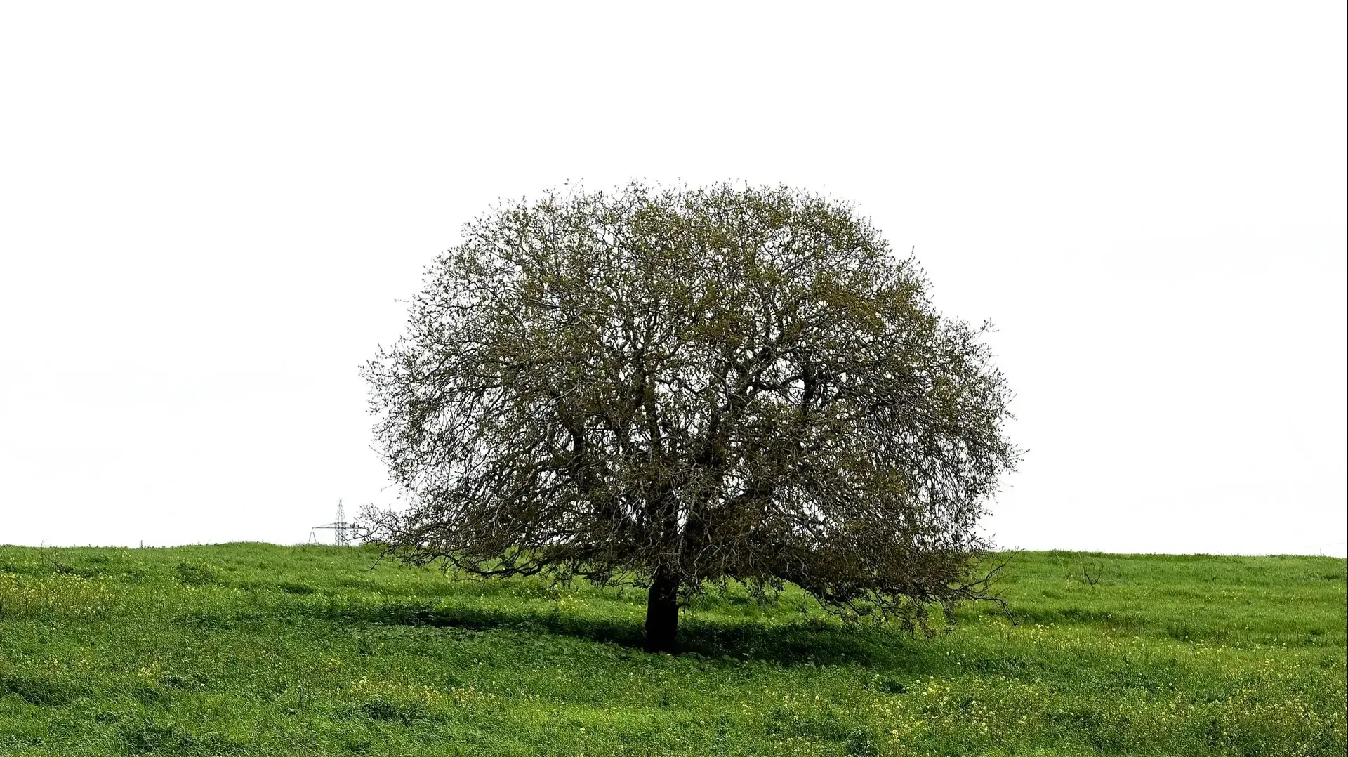 פריחת התורמוסים בהרי מנשה, 2 במרץ 2019 פריחת התורמוסים בהרי מנשה, 2 במרץ 2019