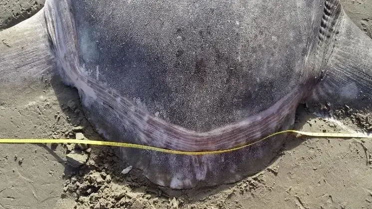 דג ענק שנתפס על חופי קליפורניה 3 בפברואר 2019 