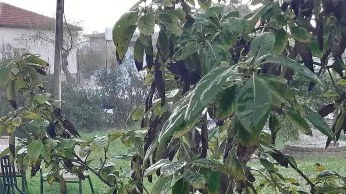 ברד במושב אביטל שבמועצה האזורית גלבוע, 5 במרץ 2019 ברד במושב אביטל שבמועצה האזורית גלבוע, 5 במרץ 2019