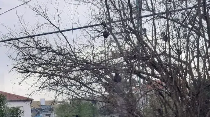ברד במושב אביטל שבמועצה האזורית גלבוע, 5 במרץ 2019 ברד במושב אביטל שבמועצה האזורית גלבוע, 5 במרץ 2019
