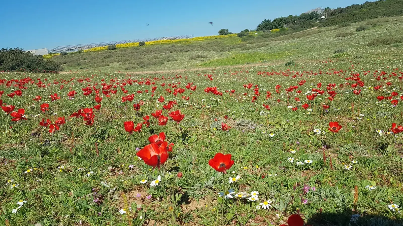 פריחה באום זוקא 9 בפברואר 2019 פריחה באום זוקא 9 בפברואר 2019