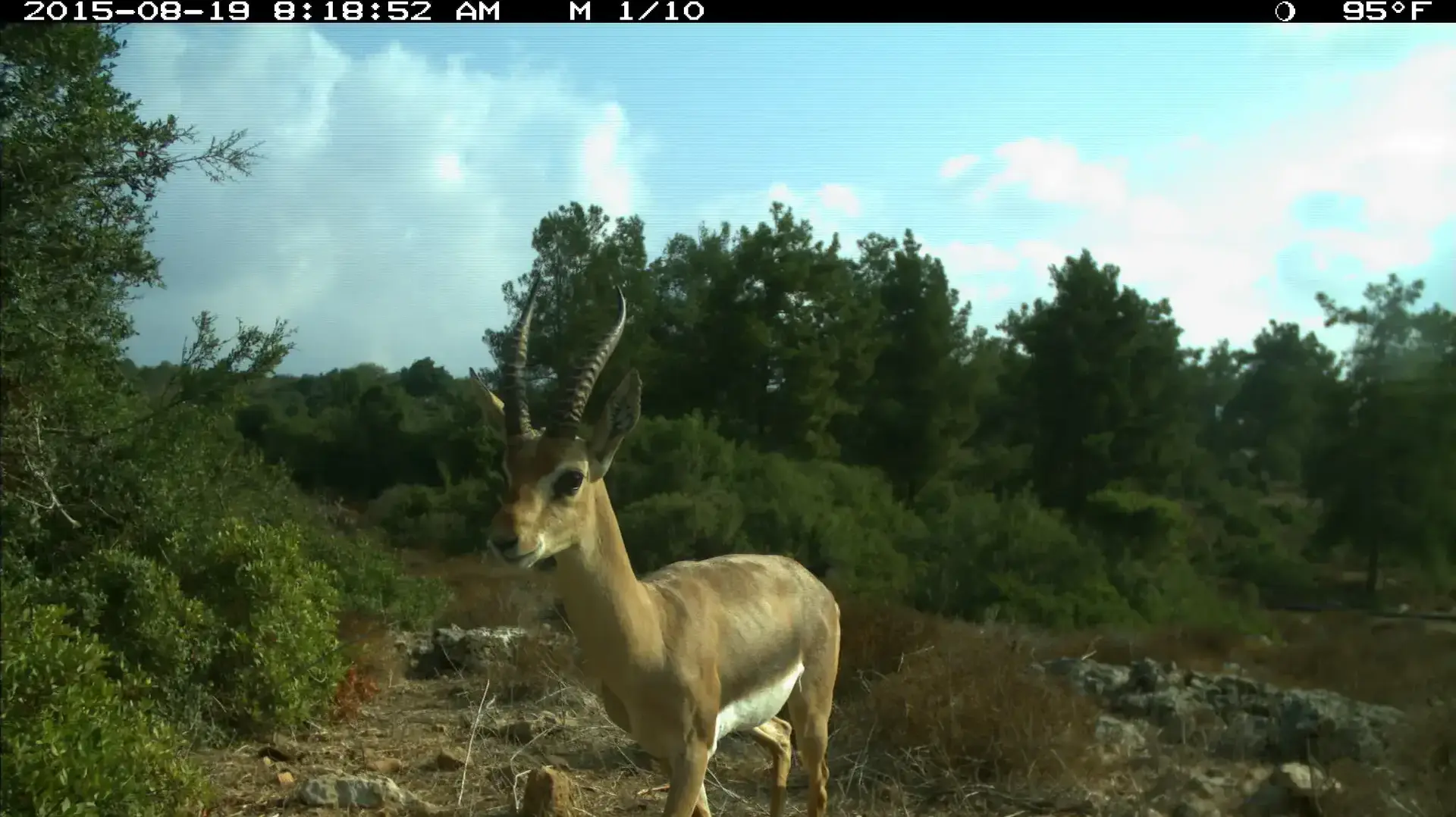 כתבת מגזין יואב איתיאל צבאים רמת הנדיב כתבת מגזין יואב איתיאל צבאים רמת הנדיב
