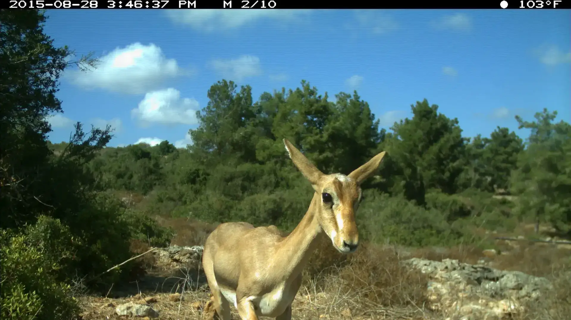 כתבת מגזין יואב איתיאל צבאים רמת הנדיב כתבת מגזין יואב איתיאל צבאים רמת הנדיב