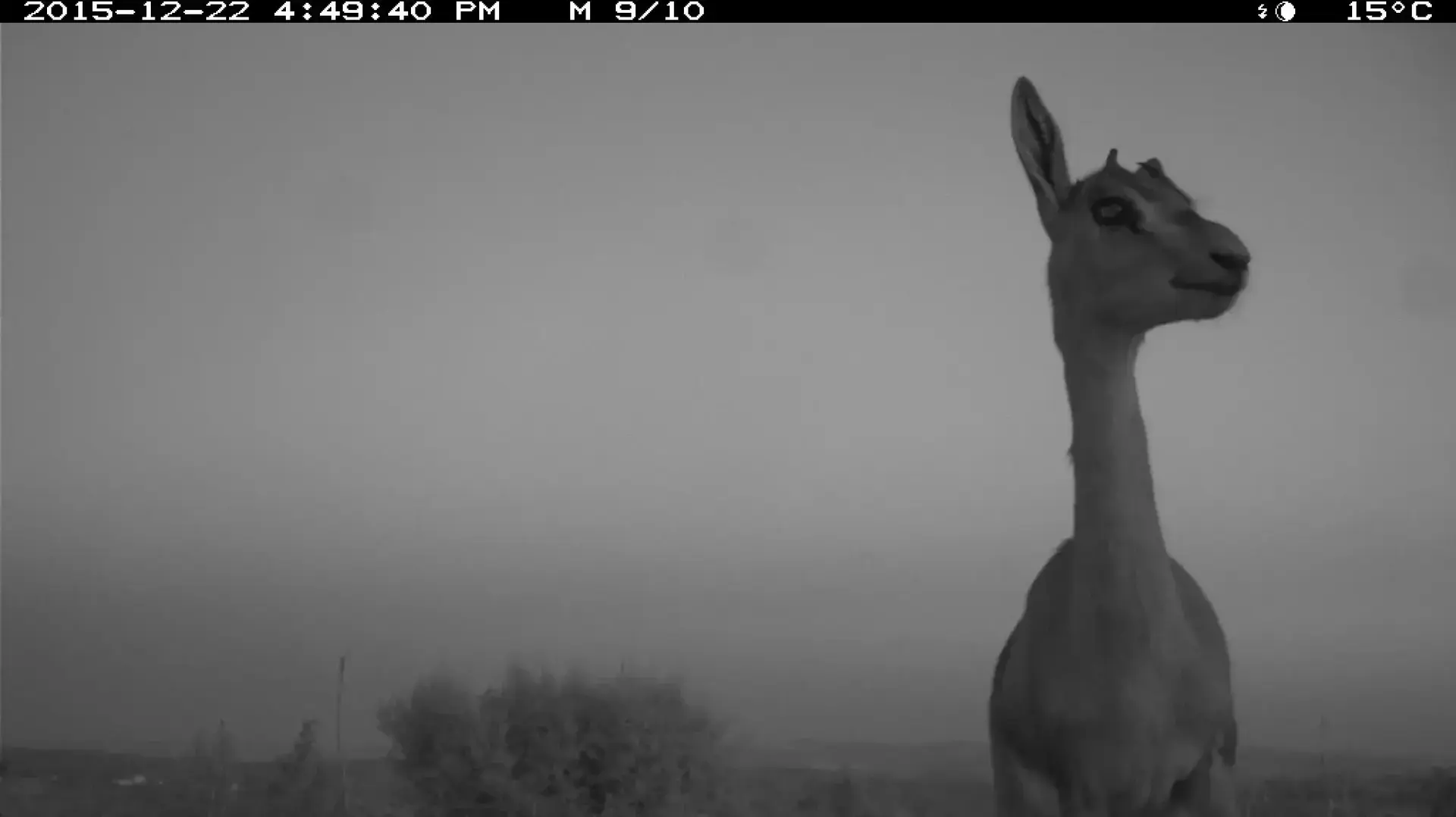 כתבת מגזין יואב איתיאל צבאים רמת הנדיב כתבת מגזין יואב איתיאל צבאים רמת הנדיב