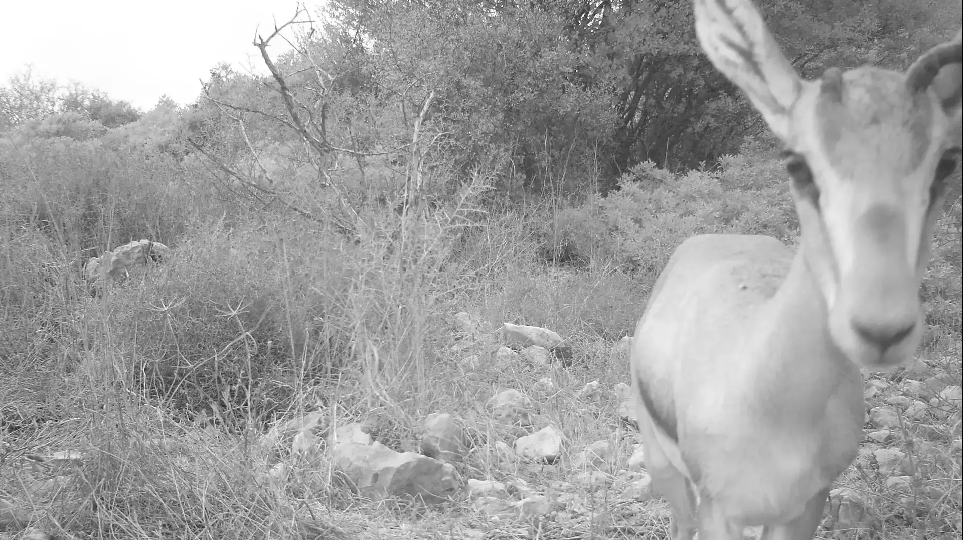 כתבת מגזין יואב איתיאל צבאים רמת הנדיב כתבת מגזין יואב איתיאל צבאים רמת הנדיב