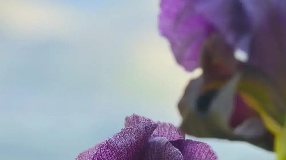 פריחה בנחל תלכיד יום שבת 16 במרץ 2019 פריחה בנחל תלכיד יום שבת 16 במרץ 2019