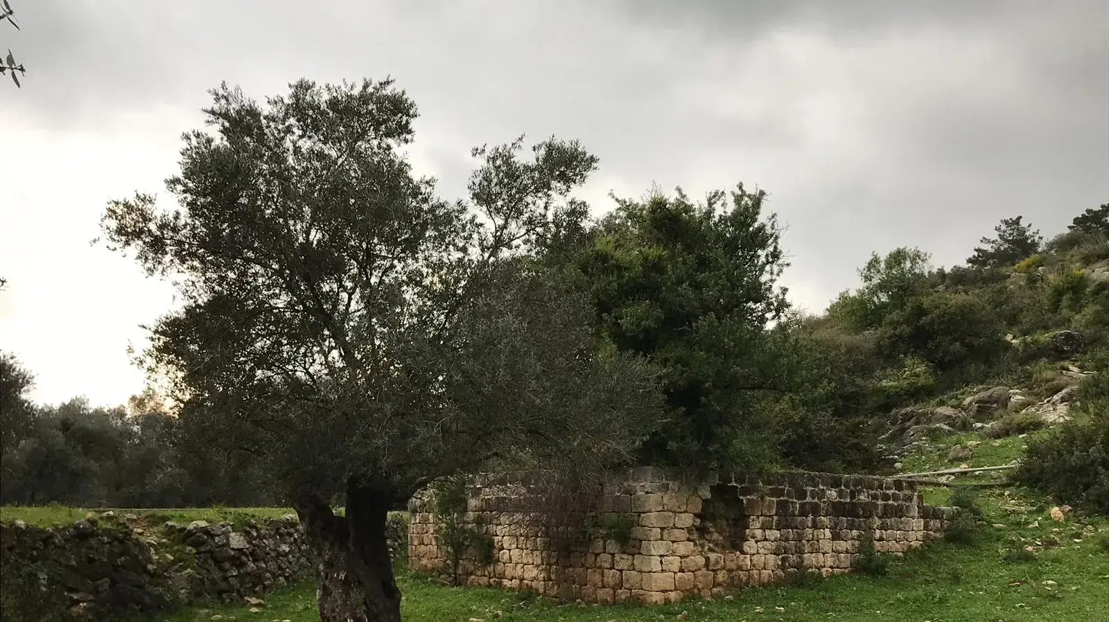 נחל אורן נחל אורן