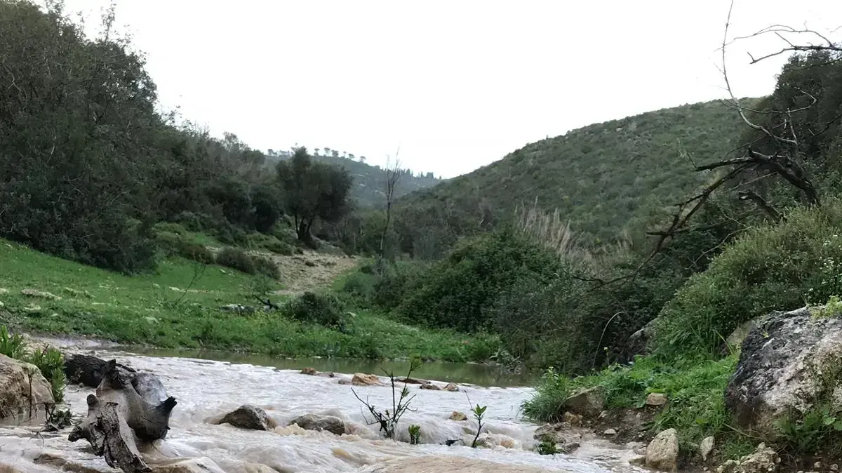 נחל אורן נחל אורן