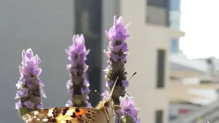 תופעת נדידת הפרפרים