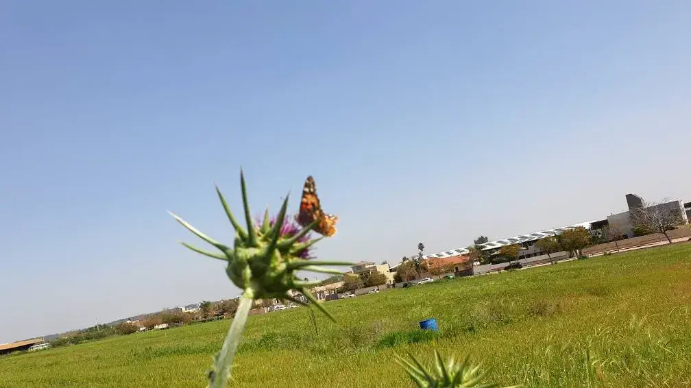 תופעת נדידת פרפרים