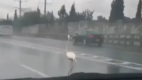 פלמינגו באלוף שדה, 31. במרץ 2019